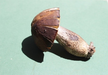 Leccinum aurantiacum edible mushroom, very tasty on the green background, raw from the wood, macro...