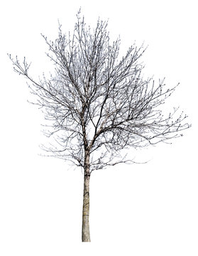 isolated bare winter tree