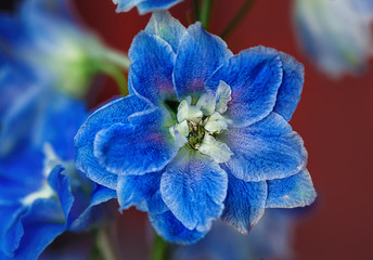 closeup of blue delphinium flower