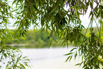 Obraz premium beautiful scenic nature and river