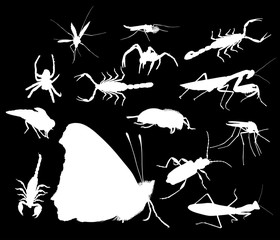 collection of fourteen white insects