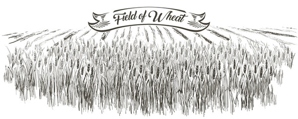 Rural landscape field wheat. Hand drawn vector Countryside landscape engraving style illustration.