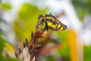 exotic butterfly in tropical garden, lightness flying beauty