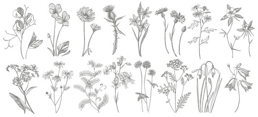 Collection of hand drawn flowers and herbs. Botanical plant illustration. Vintage medicinal herbs sketch set of ink hand drawn medical herbs and plants sketch.