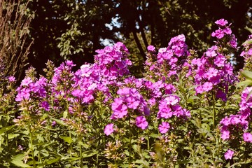 Obraz premium Beautiful pink purple flower blooming in a field garden forrest background botanic