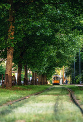 Old red city tram goes through green tunnel in dense forest in Milan, Italy