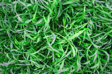 Grass background. Juicy grass texture after rain. Beautiful nature concept