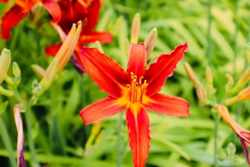 sunshine blooming flower red orange   background  