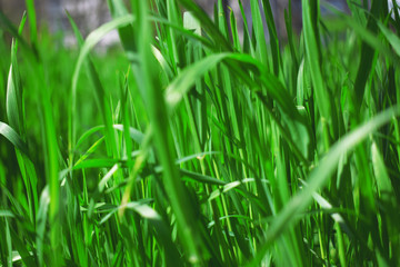 Juicy grass background. Fresh summer morning. Beautiful nature concept