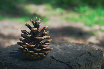 Macro shot cones on the stump. Beautiful nature concept