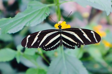 black white  butterfly on leaf 