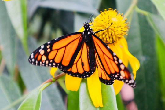 butterfly on a leaf yellow orange black white insects botanic yellow flowers