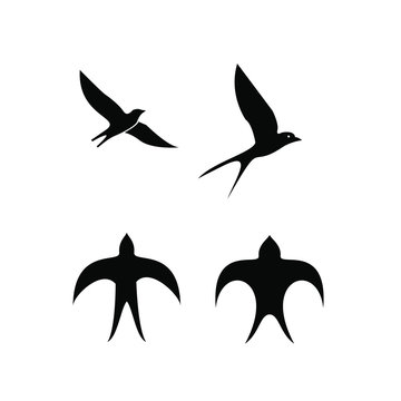 Swallow Bird Logo Icon Designs Vector