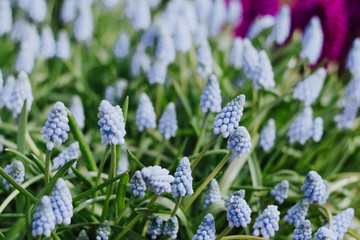 Muscari -  light blue Grape hyacinth in spirng garden