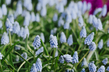 Muscari -  light blue Grape hyacinth in spirng garden