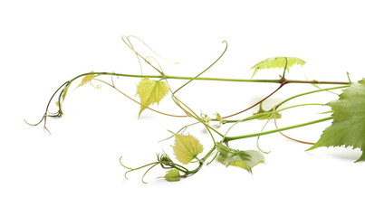 Young grapevine, vine branch, stem with leaves isolated on white background