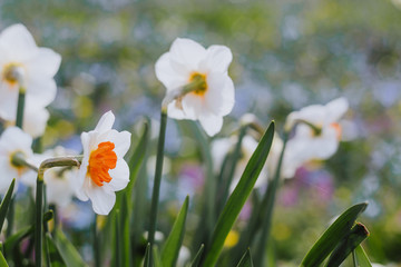 White daffodils with bright orange center in spring park with soft focus