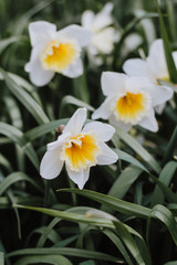 Fototapeta na wymiar White daffodils with bright yellow center on a green leaf background in a soft focus