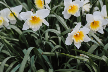 White daffodils with bright yellow center on a green leaf background in a soft focus