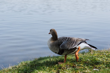Duck on the shore of a lake in the park