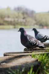 Pigeons near the water