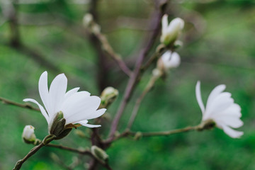 Tree branch with flowers and buds on the background of green plants in a soft focus
