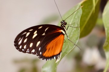 butterfly on a leaf yellow orange black white insects botanic