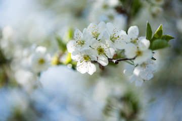 The blooming trees with white flowers on sky background