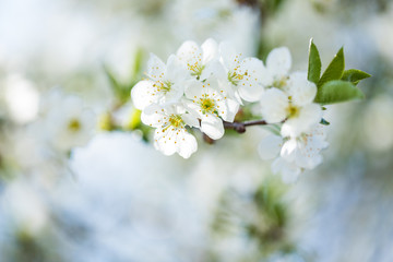 The blooming trees with white flowers on sky background