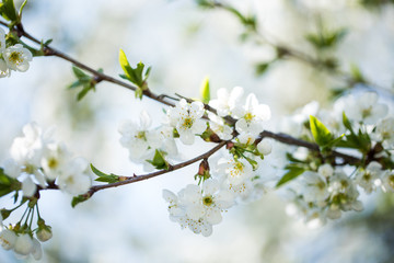 The blooming trees with white flowers on sky background