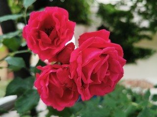 red wild rose ivy close up