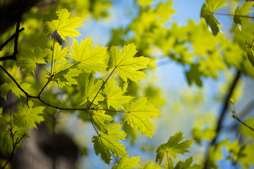 Set of green tree leaves and branches with raindrops on the sky background