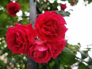 red wild rose ivy close up