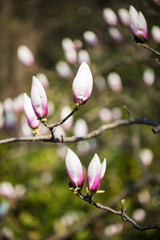 Obraz premium Magnolia flower trees in the nature background.