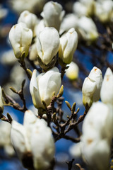 Magnolia flower trees in the nature background.