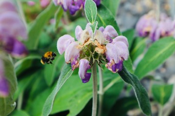Bee in Beautiful pink purple flower blooming in a field garden forrest background botanic