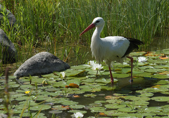 Weissstorch im Seerosenteich