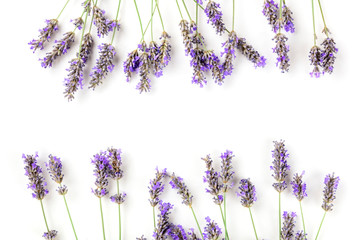 A frame of blooming lavender flowers, shot from above on a white background with copy space
