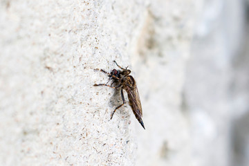 asilidae eating a fly