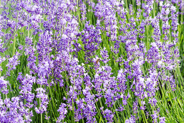 Naklejka premium Thick lavender half-shrubs with small purple flowers