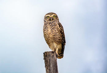 Owl Rondônia Porto Velho Brasil Coruja
