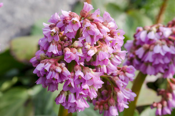 Inflorescence of a Badan with dense small flowers