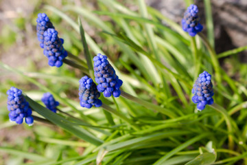 Group of Flowers Muscari Greedy