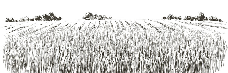 Rural landscape field wheat. Hand drawn vector Countryside landscape engraving style illustration.
