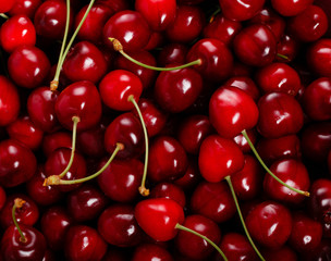 Fresh red ripe cherries with cuttings and leaves, abundant background Large collection of fresh red cherries