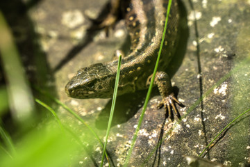 Lizard in the Carpathian forest