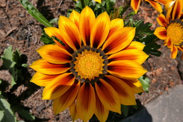 treasure flower - Gazania rigens