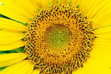 Obraz premium Sunflower close up, macro photography of a plant in a field.