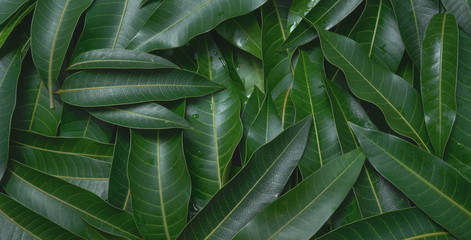 Mango leaves background, beautiful fresh green group with clear leaf vein texture detail, copy...