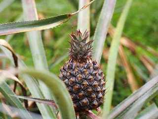 畑に実ったパイナップル